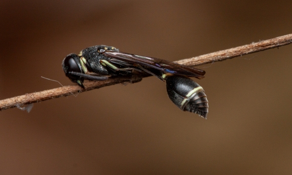 Việt Nam ghi nhận nhiều loài ong mới tại dãy Trường Sơn