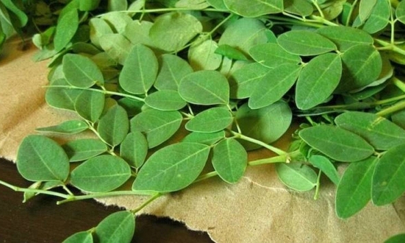 Chùm ngây, từ loại thực phẩm quen thuộc đến giải pháp lọc vi nhựa tự nhiên hiệu quả