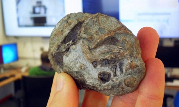 Hóa thạch 250 triệu năm hé lộ tổ tiên động vật có vú từng đẻ trứng