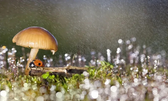 Nấm có thể ảnh hưởng đến thời tiết và tạo mưa