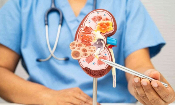 Các nhà khoa học tìm ra cách giúp thận có thể tự chữa lành