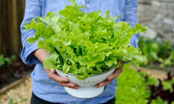 Các nhà khoa học lần đầu tạo protein thịt ngay trong cây xà lách