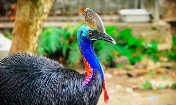 Chim Cassowary, “vị trợ lý” gieo hạt tái sinh rừng mưa nhiệt đới
