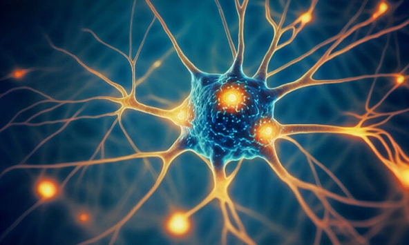 Nobel Y sinh 2026, khi ánh sáng mở khóa bí ẩn não bộ