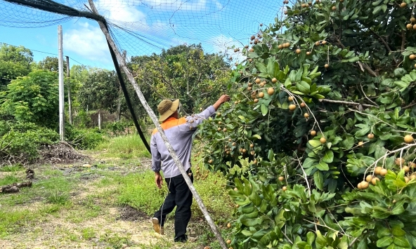 Nông nghiệp kết hợp với du lịch cộng đồng tại TP.HCM