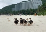 Tình hình hiện tại của đàn vịt dạt vào resort của ông Phạm Nhật Vượng: 6.000 lượt bình luận khiến Vinpearl Nha Trang phải căng não 
