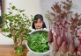Gừng bonsai lên ngôi nhưng khoai lang thủy canh vẫn hot rần rần: Chị em trồng chơi mà ăn thật cũng “đã cái nư”!